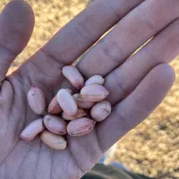 بادام رقم گلی افتاب خشک