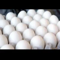 پخش تخمه مرغ عمده و خورده