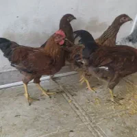 مرغ و خروس فروشی