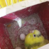 مرغ عشق|پرنده|فردیس, شهرک شهید حسینی|دیوار