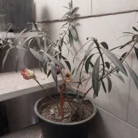گل  گیاه|گل و گیاه طبیعی|نیشابور, امام|دیوار