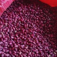 لوبیا|عمده‌فروشی|بزینه رود, |دیوار