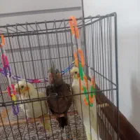 عروس هلندی نوزاد دونه ای600تومان