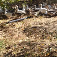 قلو قاضی خومالی|حیوانات مزرعه|پیرانشهر, |دیوار