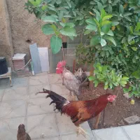 خروس و جوجه لاری|حیوانات مزرعه|شیراز, شهرک مهدی‌آباد|دیوار