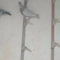 فروش ۲۰تا کفتر جنگنده زرنگ|پرنده|کازرون, |دیوار