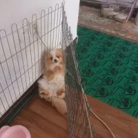 سگ پامر خرسی ۵ ماهه