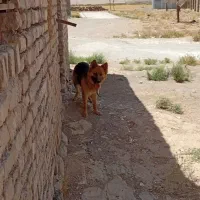 سگ ژرمن اصیل
