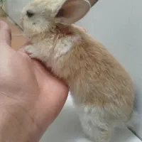 خرگوش|موش و خرگوش|فسا, |دیوار