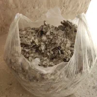 کود کبوتر|گل و گیاه طبیعی|قم, باغ شریفی|دیوار