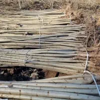 نهالستان سهند پخش ارقام لیبل دار|خدمات باغبانی و درختکاری|کاشان, ۲۲ بهمن|دیوار