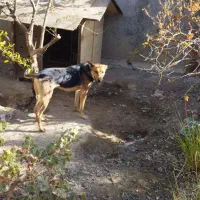 سگ ژرمن نگهبان|سگ|رباطکریم, شهرستانک|دیوار