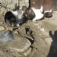 بوقلمون روستایی