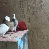 طوقی|پرنده|شیراز, شهرک گلها|دیوار