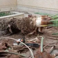 قطع درختان مزاحم|خدمات باغبانی و درختکاری|میناب, |دیوار