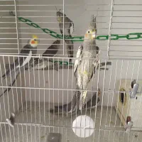 طوطی عروس هلندی