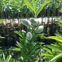 فروش انواع نهال های گلدانی