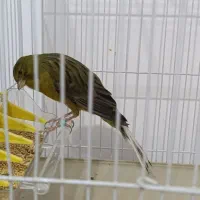 قناری|پرنده|مشهد, کشف|دیوار