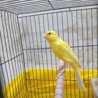 قناری نرمست جوان|پرنده|رشت, یخسازی|دیوار