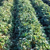 نهال کاماروس و سابرینا|خدمات باغبانی و درختکاری|بهشهر, |دیوار