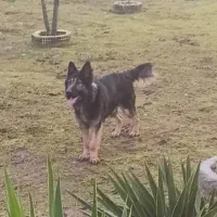 سگ ژرمن|سگ|رشت, حومه رشت|دیوار