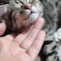 این گربه گم شده