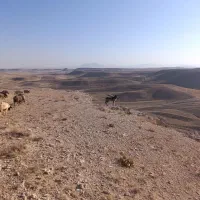 سگ گله|حیوانات|گل تپه, |دیوار