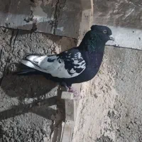 کفتر سینه سیاه|پرنده|فسا, |دیوار