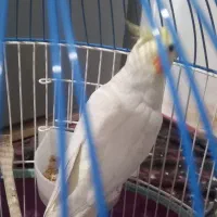 عروس هلندی نر|پرنده|مشکیندشت, |دیوار