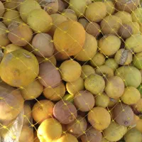 فروش لیموخاگی آبگیر|خوردنی و آشامیدنی|شیراز, بهارستان|دیوار