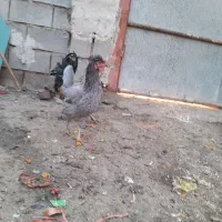 مجموعه کشتار روز