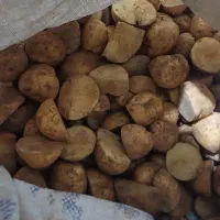 بذر سیب زمینی آماده گاشت