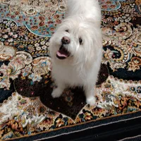 نژاد شیتزو تری|سگ|اصفهان, رهنان|دیوار