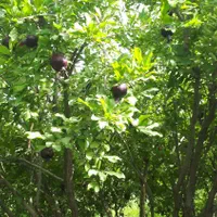 روستای تاج خاتون باغچه جهت مسکونی و تجاری|فروش دفتر صنعتی، کشاورزی، تجاری|قم, بنیاد|دیوار