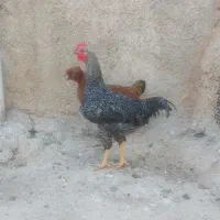 خروس|حیوانات مزرعه|کنگاور, |دیوار