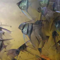 خرید و فروش ماهیان زینتی|ماهی|تبریز, |دیوار