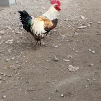 خروس پاپری|حیوانات مزرعه|کوچصفهان, |دیوار