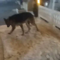 سگ ژرمن|سگ|کرمان, |دیوار