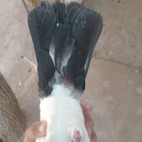 کبوتر