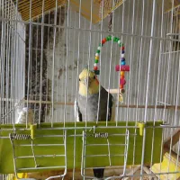 عروس هلندی
