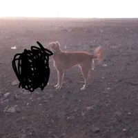 سگ رمگی بسیارهوشیار