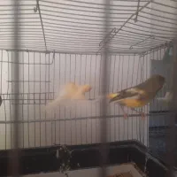 جفت قناری تخم گذار