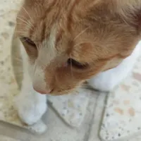 گربه پیدا شده