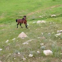 اسب و مادیون|اسب و تجهیزات اسب‌سواری|بهبهان, |دیوار