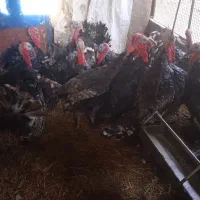 بوقلمون نر|حیوانات مزرعه|مشهد, شهید قربانی|دیوار