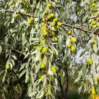 فروش نهال سنجد صادراتی حاج حسین|خدمات باغبانی و درختکاری|مرند, |دیوار