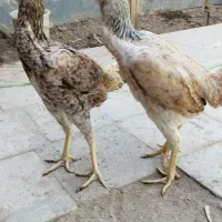 مرغ لاری اصل|حیوانات مزرعه|خاوران, |دیوار