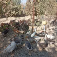 بوقلمون نر و قاز نر