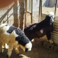 بره قوچی ذات دار