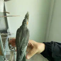 عروس هلندی نرم خور|پرنده|قدس, شهر‌قدس|دیوار